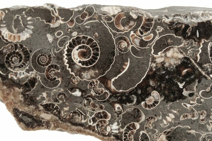 Polished Ammonite (Promicroceras) Slice - Marston Magna Marble #211371